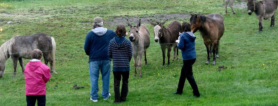 Feeding animals